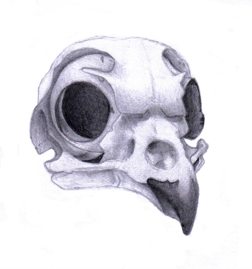 865x924 Burrowing Owl Skull - Burrowing Owl Drawing