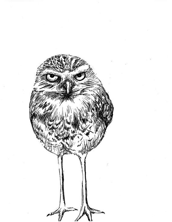 570x738 Burrowing Owl With Attitude Pen And Ink Print - Burrowing Owl Drawing