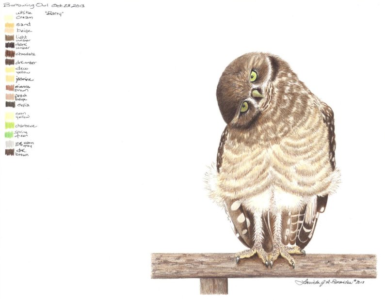 794x623 Burrowing Owl Colored Pencil Photo Realistic Art Drawing Etsy - Burrowing Owl Drawing