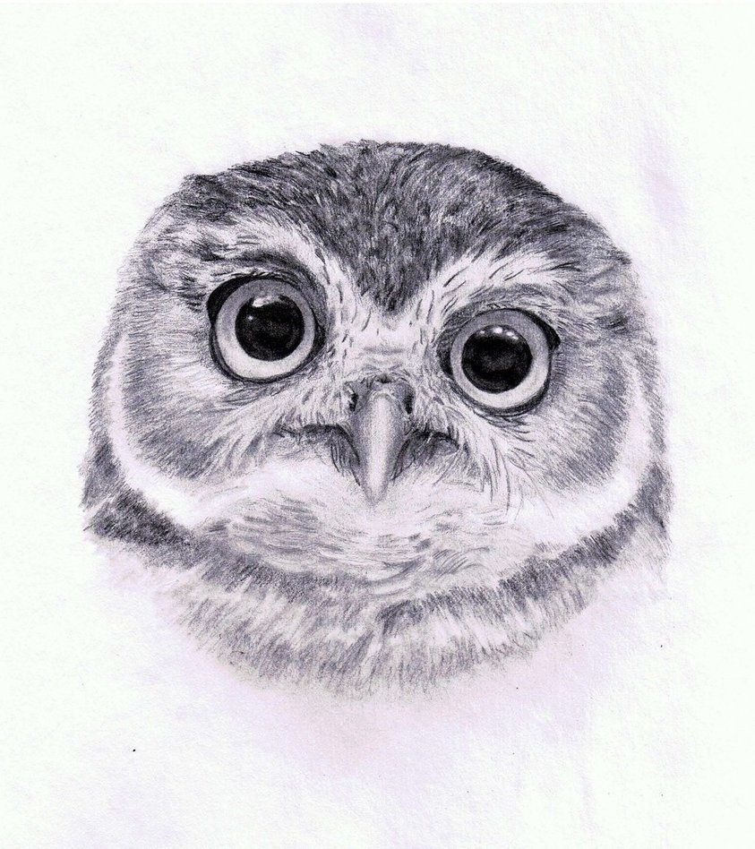 843x948 Burrowing Owl Hoot' - Burrowing Owl Drawing