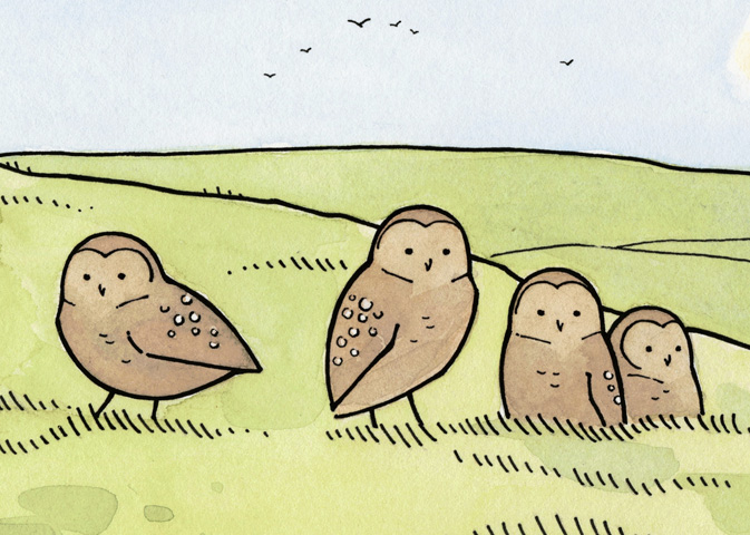 673x480 Burrowing Owls Owls - Burrowing Owl Drawing