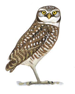 319x400 how photographer mac stone got this shot of burrowing owls audubon - Burrowing Owl Drawing