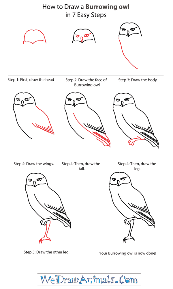 600x1000 How To Draw A Burrowing Owl - Burrowing Owl Drawing