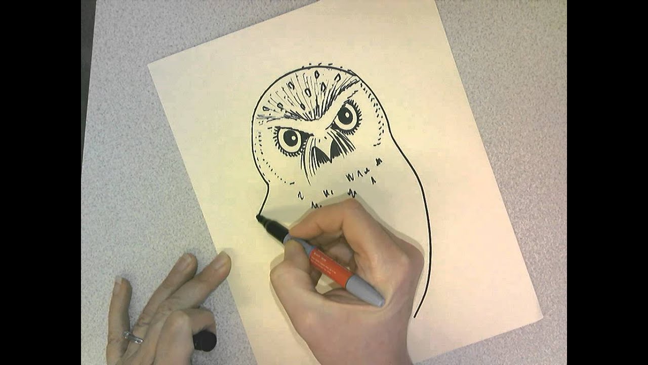 1280x720 How To Draw A Burrowing Owl Jennah Fox - Burrowing Owl Drawing