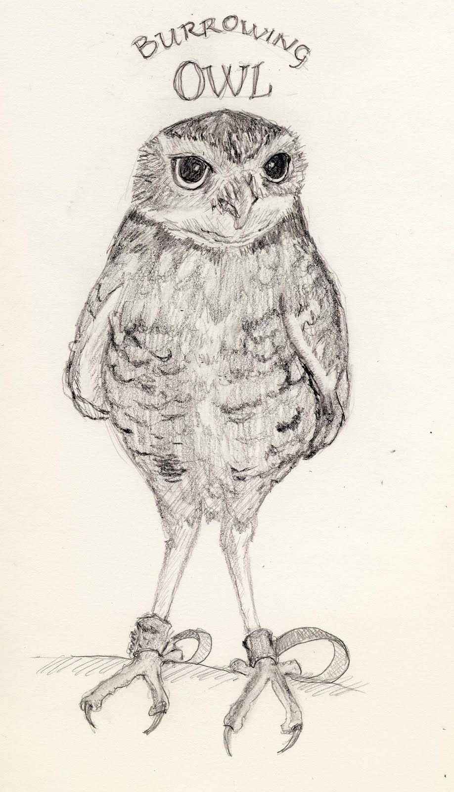918x1600 Image Result For Burrowing Owl Drawing Diverse Uilengroepen - Burrowing Owl Drawing