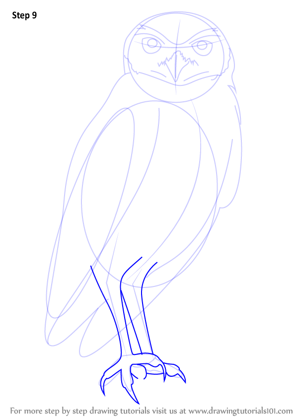 598x844 Learn How To Draw A Burrowing Owl - Burrowing Owl Drawing