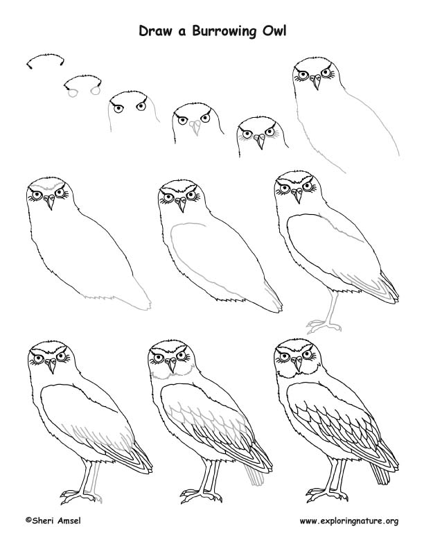 612x792 Owl - Burrowing Owl Drawing