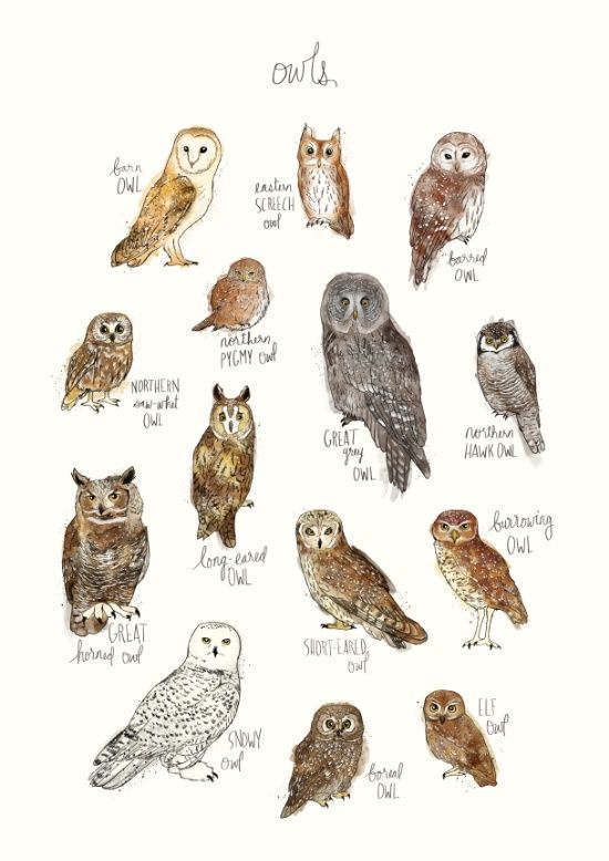 550x778 Owls - Burrowing Owl Drawing