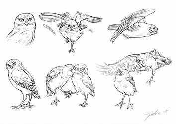 354x250 Sketches Burrowing Owl - Burrowing Owl Drawing