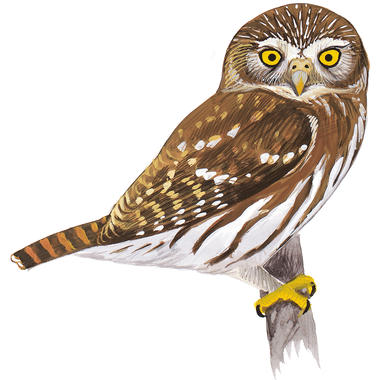 Burrowing Owl Drawing at PaintingValley.com | Explore collection of ...