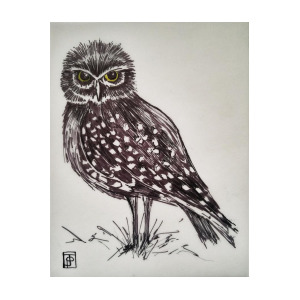 300x300 Burrowing Owl Drawing - Burrowing Owl Drawing