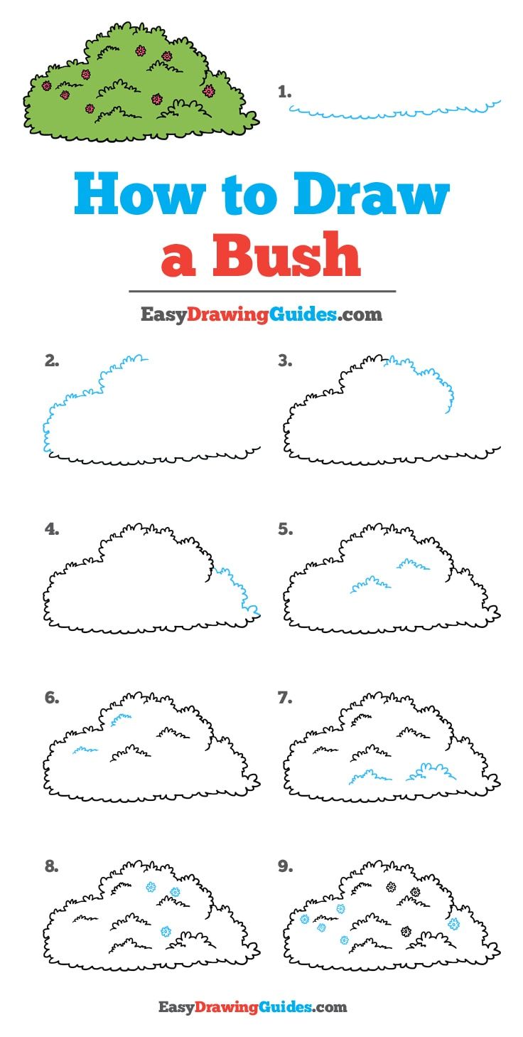 736x1458 How To Draw A Bush - Bush Drawing
