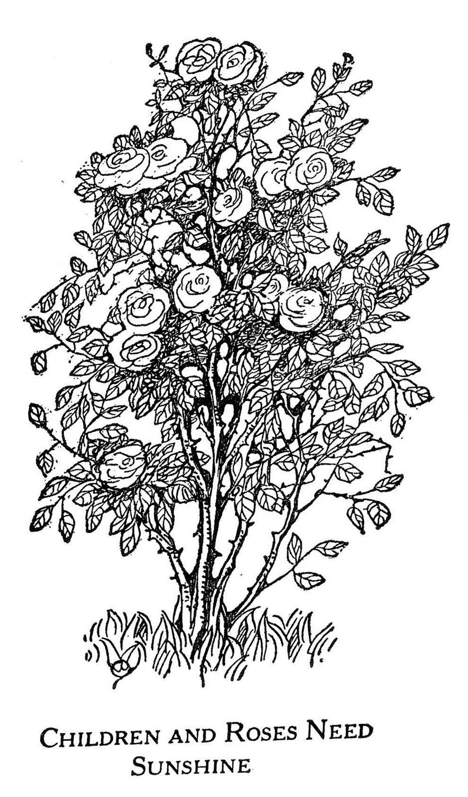939x1600 Rose Bush Pen Drawing Ilustrations Inspiration Drawings - Bush Drawing