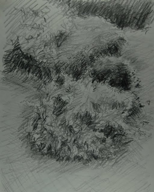 512x640 Bush Drawing Pencil For Free Download - Bush Drawing