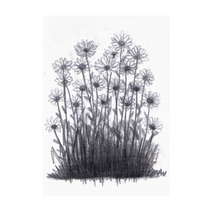 300x300 Daisy Bush Drawing - Bush Drawing