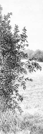 150x462 Drawing Trees And Bushes Drawing From Line To Life - Bush Drawing