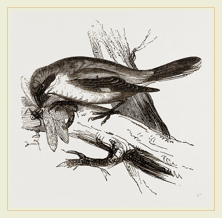 900x885 butcher bird drawing - Butcher Drawing
