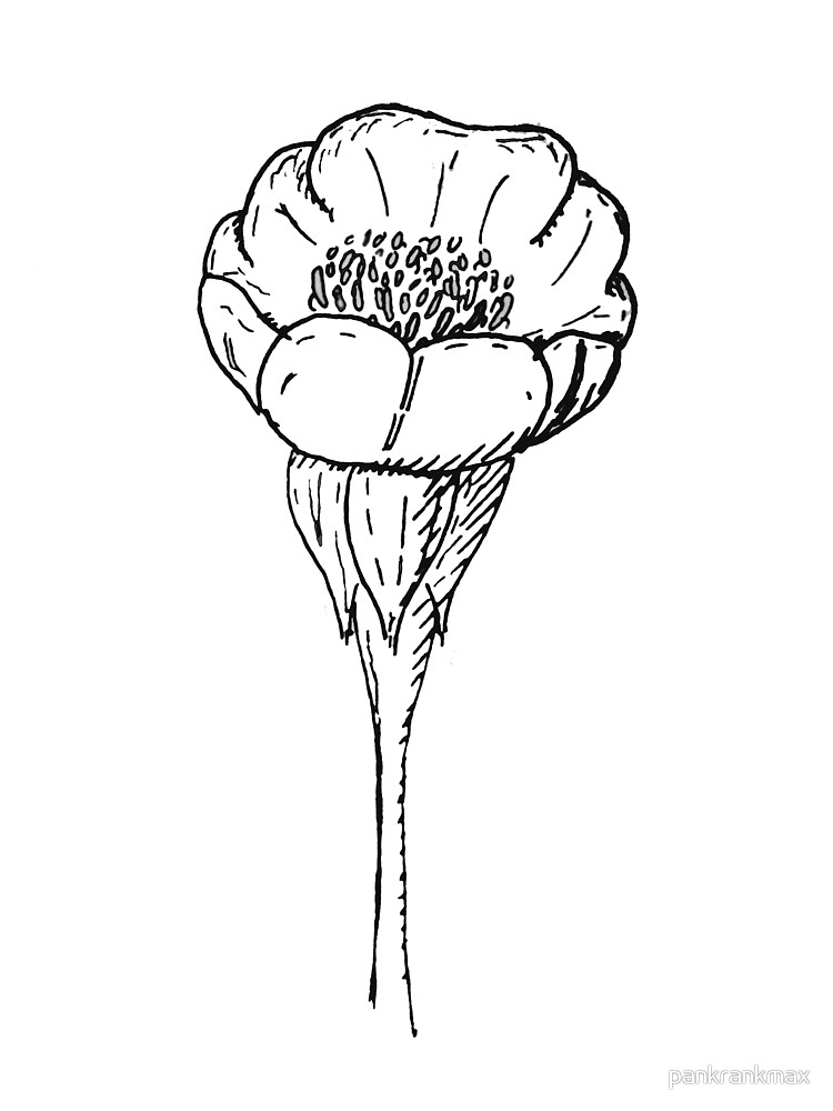750x1000 hand drawing of a buttercup - Buttercup Drawing