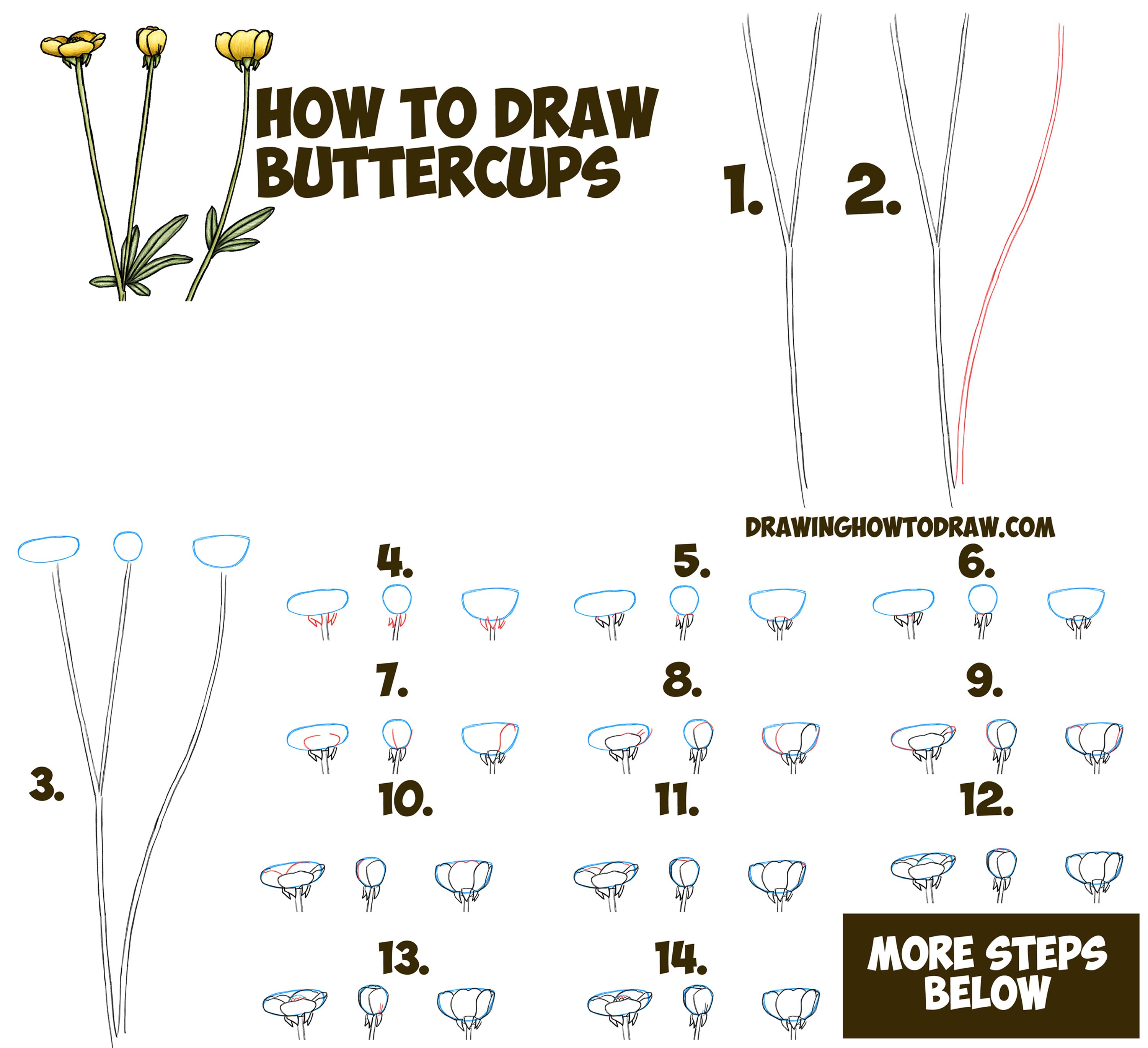 3000x2740 how to draw a buttercup flower step - Buttercup Drawing