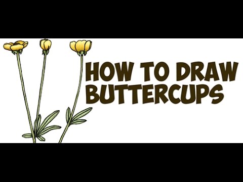 480x360 how to draw a buttercup flower step - Buttercup Drawing