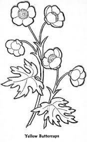 175x287 buttercup drawing - Buttercup Drawing