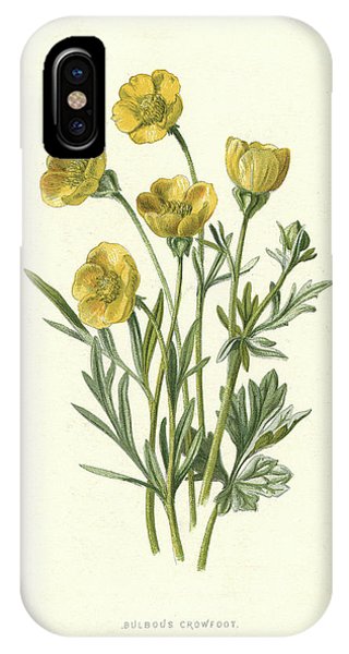 320x600 bulbous crowfoot - Buttercup Drawing