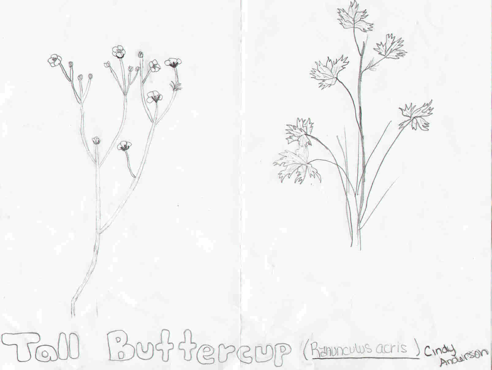 1606x1208 tall buttercup line drawing - Buttercup Drawing