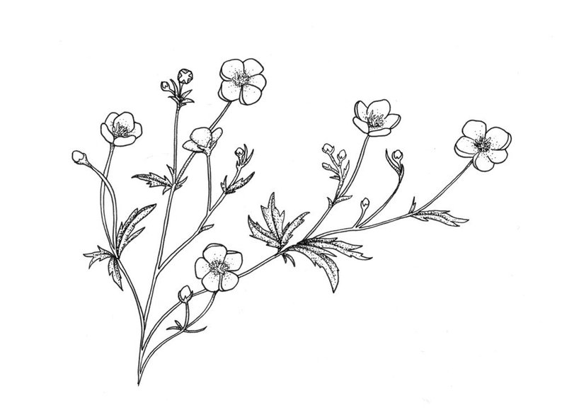 794x593 buttercup flower orignal drawing etsy - Buttercup Drawing
