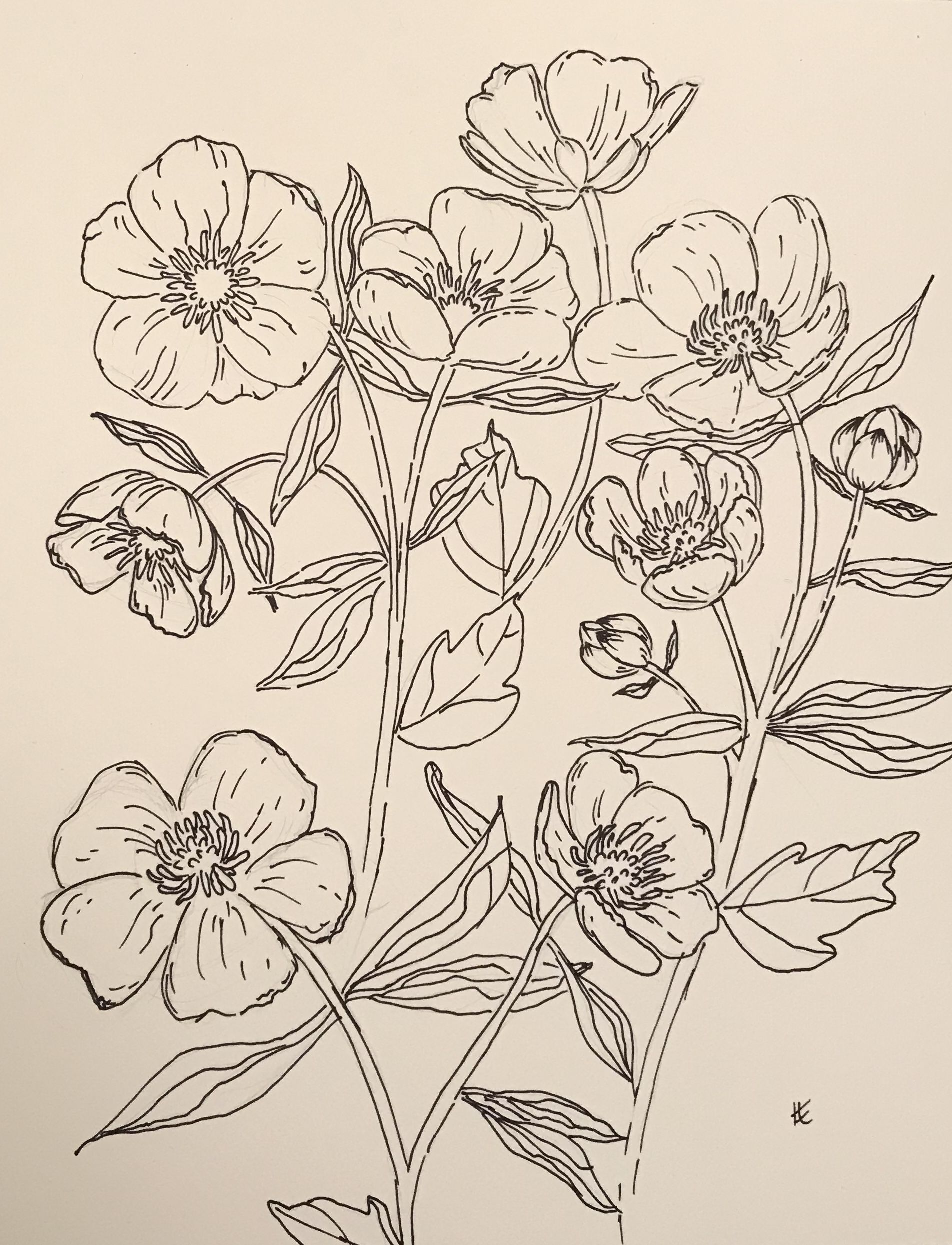 1904x2490 buttercup drawings - Buttercup Drawing