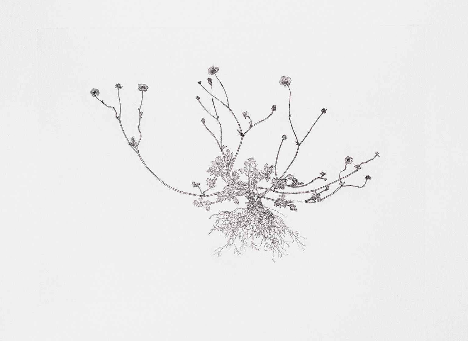 1536x1121 creeping buttercup', michael landy, tate - Buttercup Drawing