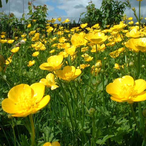480x480 buttercup flower wallpaper flower dreams - Buttercup Flower Drawing