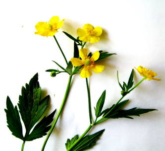 333x304 how to draw a buttercup flower - Buttercup Flower Drawing