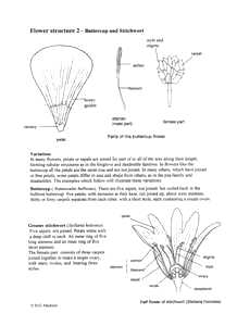 218x300 plants flower structure biology teaching notes drawings - Buttercup Flower Drawing