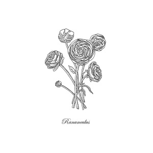 300x300 ranunculus flower botanical drawing painting - Buttercup Flower Drawing