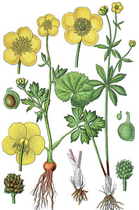 199x300 ranunculus flower drawings fine art america - Buttercup Flower Drawing