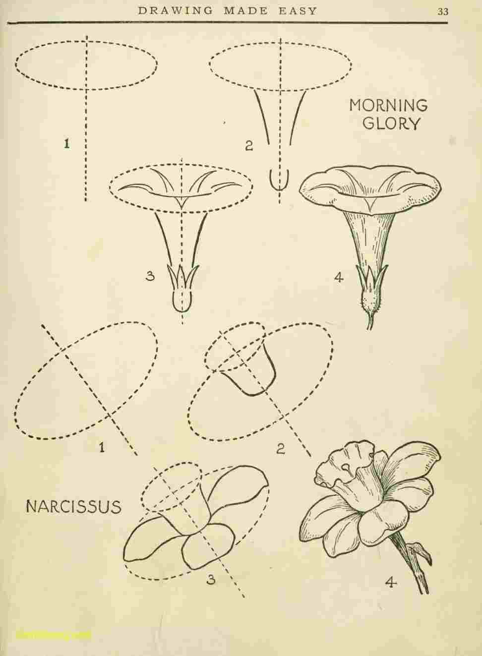972x1323 draw a buttercup flower step - Buttercup Flower Drawing