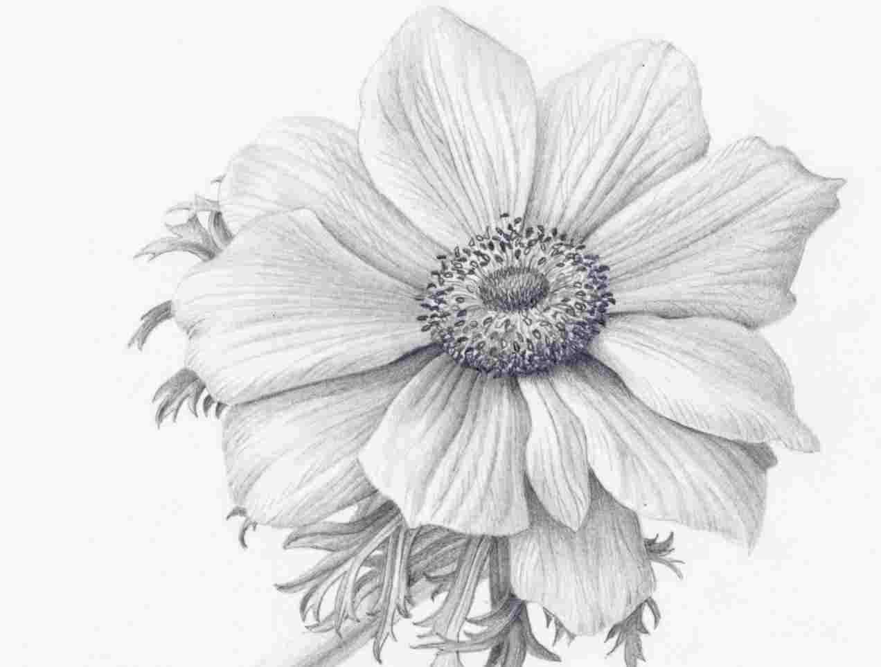 1272x963 rhcom how flower drawing tutorial to draw a buttercup - Buttercup Flower Drawing