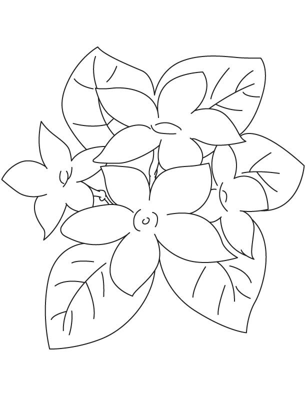 950 Top Buttercup Flower Coloring Pages Pictures