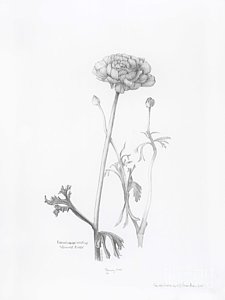 225x300 buttercup flower drawings fine art america - Buttercup Flower Drawing