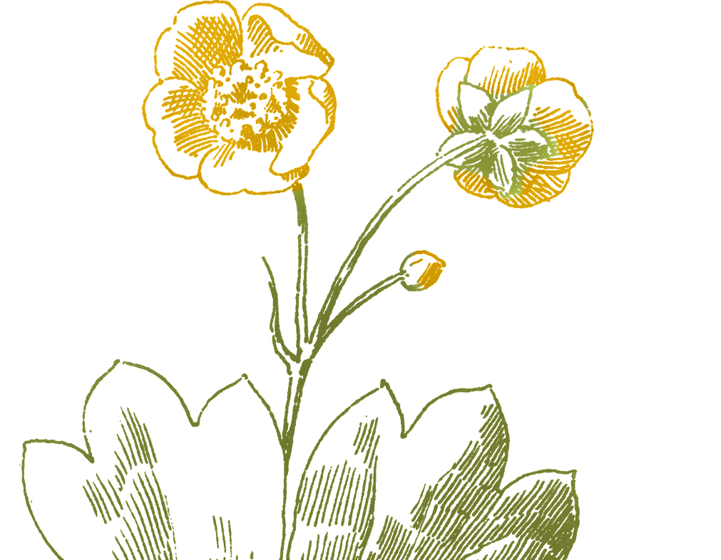 1011x786 buttercup flower images - Buttercup Flower Drawing