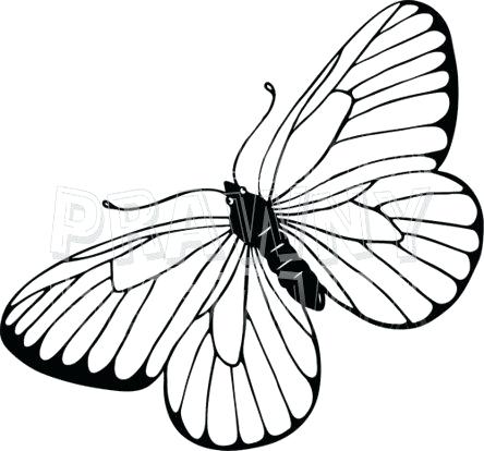 444x414 butterfly line abstract butterfly line symbol butterfly line art - Butterfly Black And White Drawing