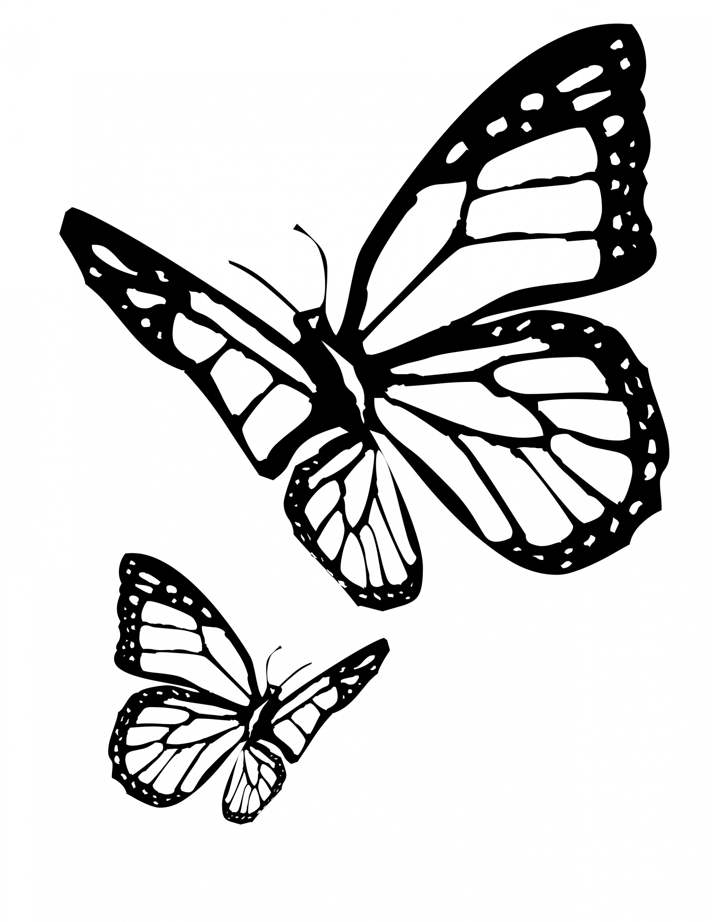  Butterfly  Black  And White  Drawing  at PaintingValley com 