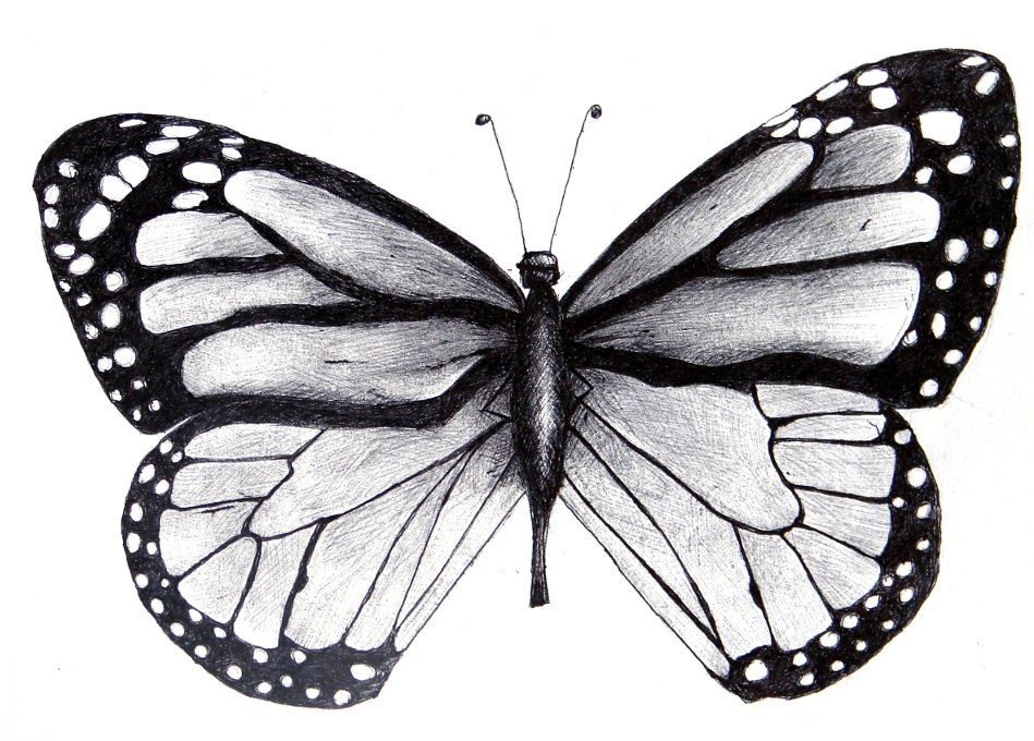 949x680 Black And White Butterfly Drawing - Butterfly Black And White Drawing
