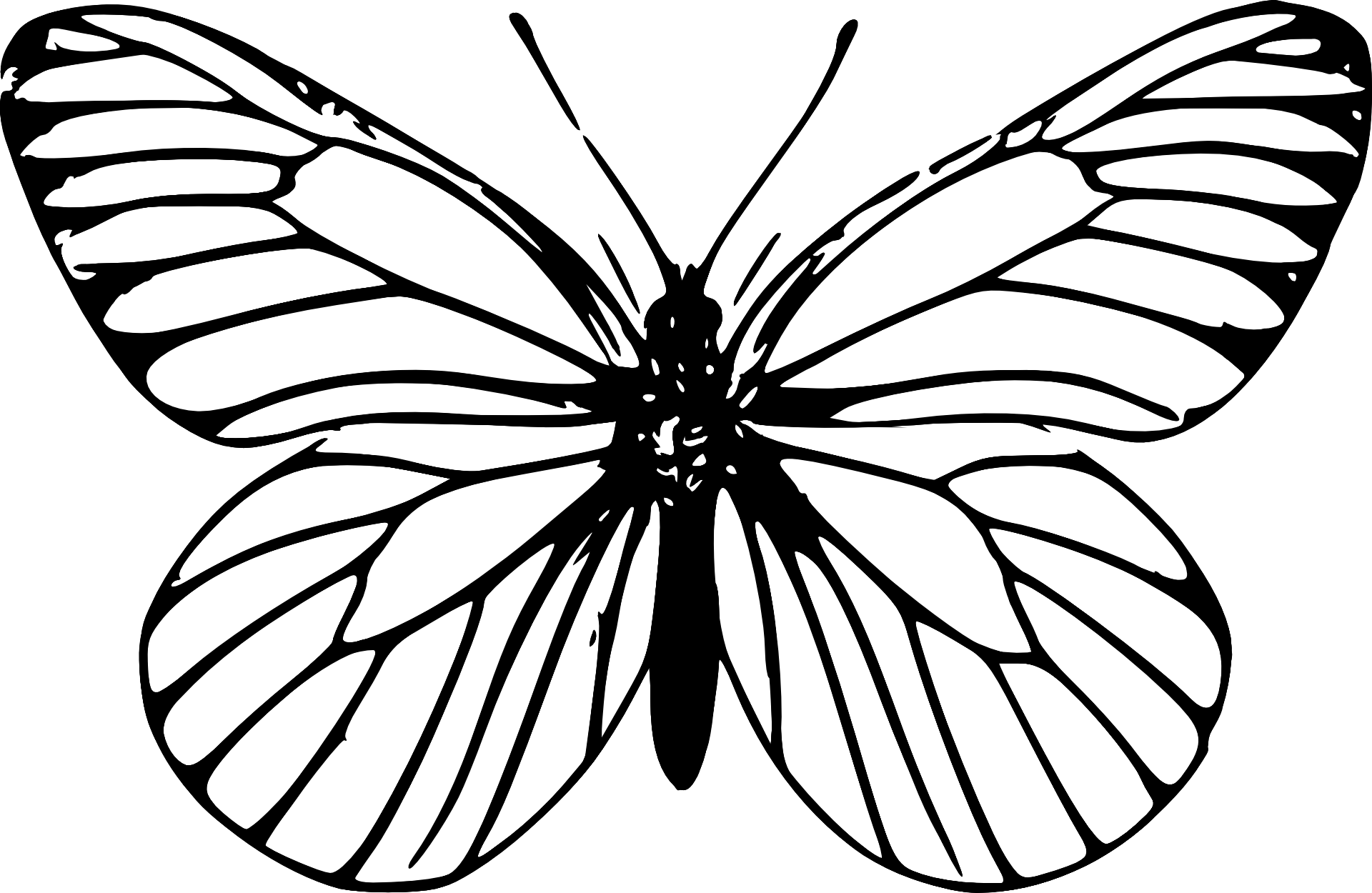 1920x1250 black and white drawing of a butterfly on a white background free - Butterfly Black And White Drawing