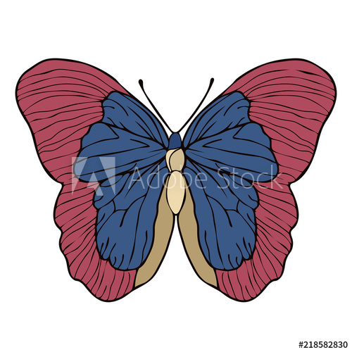 500x500 Butterfly Cartoon Drawing, Vector Illustration Abstraction Drawn - Butterfly Cartoon Drawing