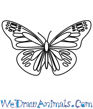300x350 How To Draw A Butterfly - Butterfly Cartoon Drawing
