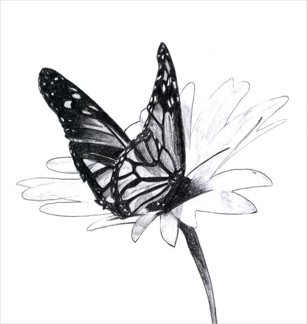 600x634 butterflies to draw outstanding butterfly drawing butterfly - Butterfly Cartoon Drawing