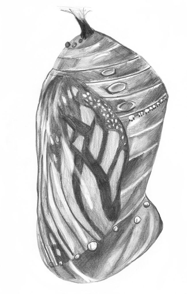 Butterfly Cocoon Drawing at Explore collection of