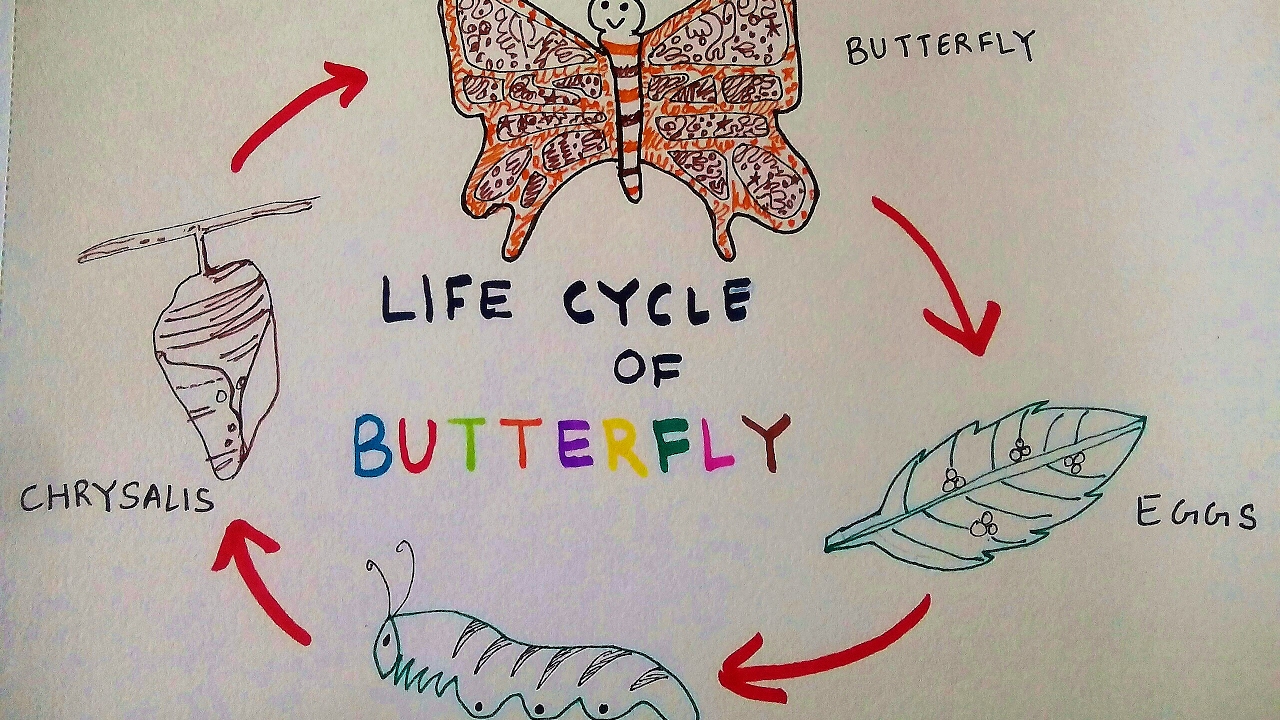 1280x720 how to draw butterfly life cycle of a butterfly teen's stuff - Butterfly Cocoon Drawing