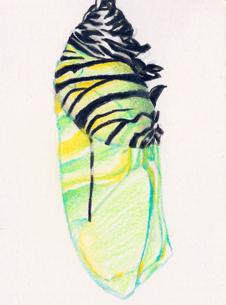 320x432 i'm ms cater lol so sorry i didn't say the answer for the game my - Butterfly Cocoon Drawing